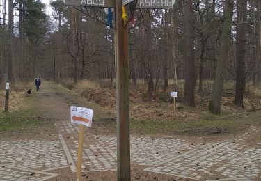 Trail Walking Westerlo - Westerlo - Photo