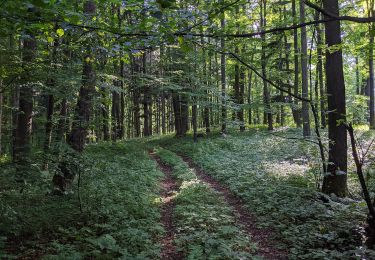 Excursión A pie Nový Jičín - NS Novojičínská kopretina - Photo