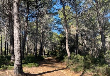 Tocht sport Roquefort-la-Bédoule - La louisianne MP 15.12.23 - Photo