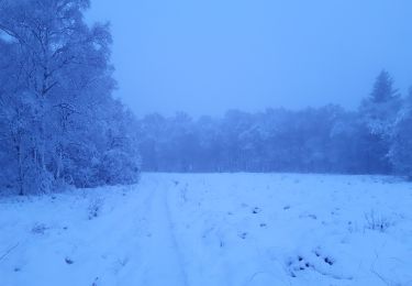 Tour Wandern Spa - tour de la fagne de Malchamps entre chiens et loup . dernière rando de cette année 2020 de merde - Photo