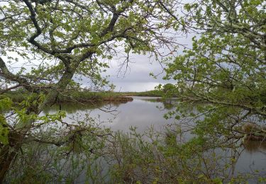 Randonnée Marche Audenge - Tour de Graveyron 13.4.23 - Photo