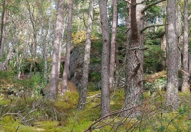 Tocht Stappen Soultzeren - Glasborn Tour du linge - Photo