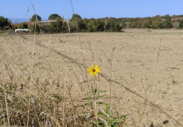 Randonnée Marche Saint-Cyr-les-Vignes - St Cyr Les Vignes  - Photo