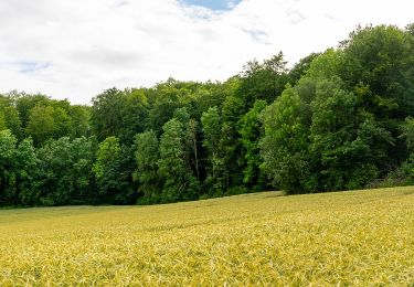 Percorso A piedi Altenbeken - Quellenweg - Photo