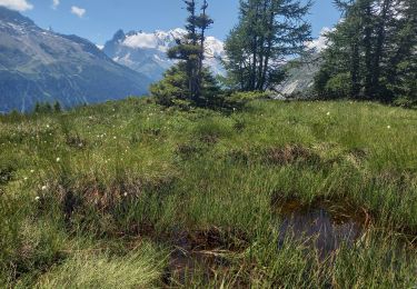 Tour Wandern Chamonix-Mont-Blanc - Aiguillette des Posettes 2201m 6.7.22 - Photo