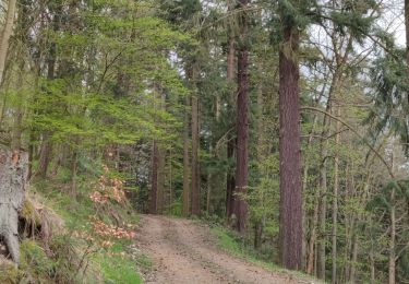 Tour Mountainbike Urbach bei Kaysersberg - Fréland - 3 Epis - Labaroche - Photo