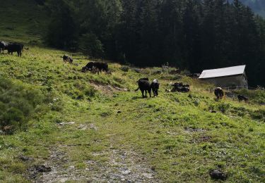 Tocht Noords wandelen Arbaz - Dorbon - Photo