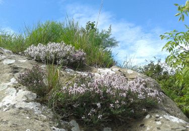 Excursión A pie Génova - San Desiderio - Pomà - San Desiderio - Photo