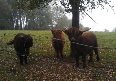 Tocht Te voet Scharten - Hubertusrundweg - Photo