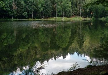 Tour Wandern Oberassel - planches des belles filles - Photo