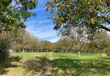 Tocht Stappen Branceilles - Branceilles - Curemonte - Photo