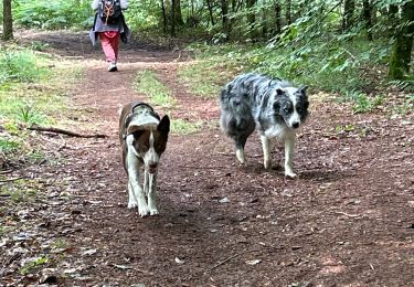 Trail Walking Étalle - Etalle - cani-balade - Photo