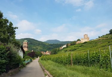 Excursión Senderismo Kaysersberg-Vignoble - Kaysersberg - St Alexis (26/6/2021) - Photo