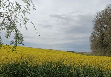 Trail Walking Maligny - Boucle autour de Maligny 89 - Photo