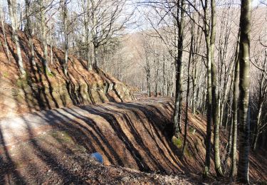 Excursión A pie Firenzuola - Sorgenti di Firenze Trekking - Anello 15: Sui monti di Moscheta - Photo