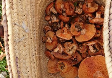 Trail Walking Chabestan - Champignons Chabestan - Photo