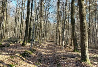 Trail Walking Spa - Spa Sol Cress remontée par le Chincul - Photo