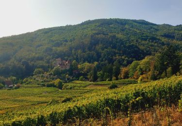 Excursión Bici de montaña Bergheim - thannekirch bergheim  - Photo