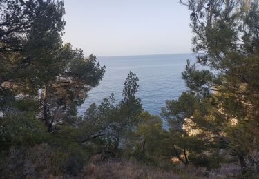 Excursión Senderismo Saint-Cyr-sur-Mer - Calanque Port d'Alon boucle par la pointe fauconfanière et le sentier des vignes   - Photo