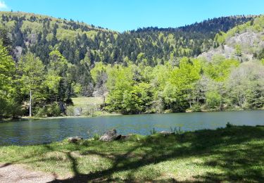 Trail Walking Rimbach-près-Masevaux - Haute Bers Rimbach - Photo