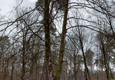 Tocht Stappen Fontainebleau - Circuit des Arbres remarquables 107 - Photo