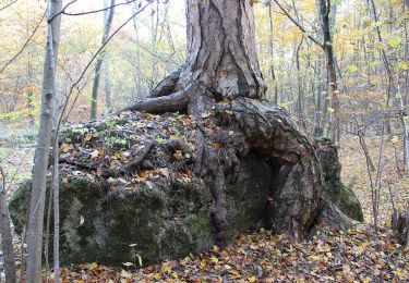 Excursión A pie Gemeinde Bad Vöslau - Beethoven Rundwanderweg - Photo