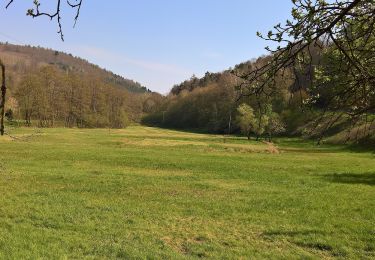 Excursión A pie Dammbach - Ortswanderweg Dammbach 1 - Photo