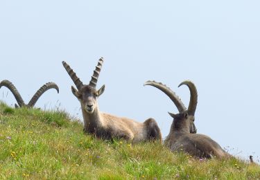 Tour Wandern Saint-Martin-de-la-Porte - Grand Perron des Encombres - Photo