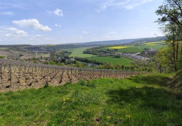 Excursión Senderismo Saâcy-sur-Marne - Le champagne en seine et marne - Photo