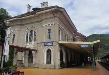 Tour Zu Fuß Sinaia - Sinaia - Vf. Piscul Câinelui - Photo