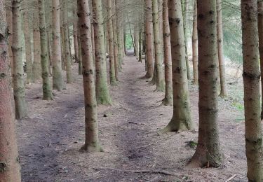 Randonnée Marche Vorselaar - Vorselaar  - Photo