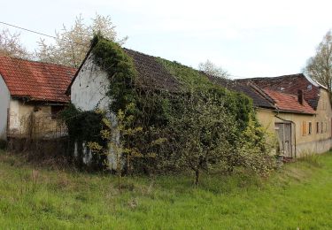 Percorso A piedi Bad Camberg - Rundwanderweg Oberselters 2 - Photo