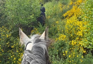 Trail Horseback riding Bastogne - Tripoux mai 2023 2 - Photo