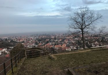 Randonnée A pied Wachenheim an der Weinstraße - Wachenheim Rundweg Nr. 2 - Photo