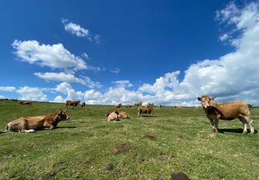 Tour Wandern Saint-Urcize - St Urcize Nasbinals Gudette Carbonade  - Photo