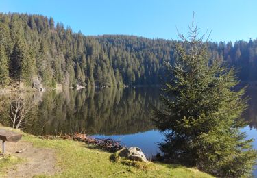 Trail Walking Soultzeren - lac vert Haut Rhin - Photo