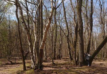 Randonnée Marche Darnétal - Darnétal au bois du Roule 3,3km - Photo