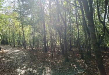 Tour Wandern Plouvain - Plouvain le Lac Bleu le marais de Biache Saint Waast - Photo