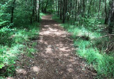 Tour Wandern Woensdrecht - De Kriekelaereduinen - Photo