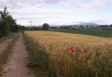 Percorso Marcia Heimsbrunn - 19.06.20.HeimMorchHochGalfBurnRein,retour  - Photo