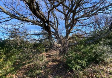 Trail Walking Seynes - Mont Bouquet - Photo