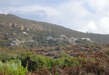 Trail On foot Centuri - Centuri Cannelle - Photo