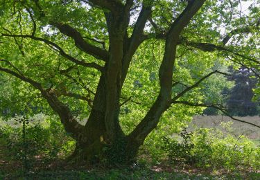 Tocht Te voet Onbekend - Wanderweg Nr. 13 (Rissen - Pinneberg) - Photo