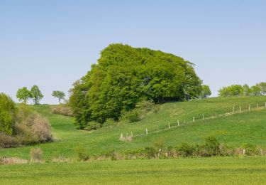 Trail On foot Bad Lippspringe - Rundwanderweg A8 [Bad Lippspringe] - Photo