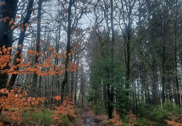 Tocht Stappen Neufchâteau - adeps grandvoir  - Photo