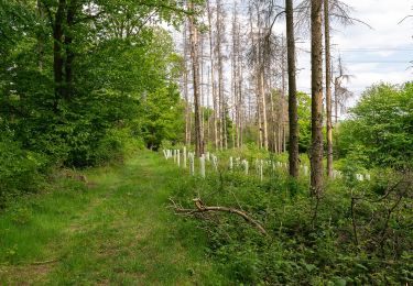 Percorso A piedi Lügde - Rundwanderweg A3 Rischenau - Schwalenberger Wald - Photo