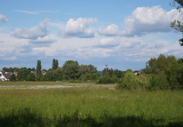 Tocht Te voet Bruchköbel - Bruchköbel Wanderweg 9 - Photo