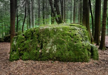 Tocht Te voet Wiesenttal - Rundwanderweg Birkenreuth-Wohlmannsgesees-Kanndorf - Photo