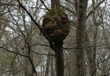 Trail Walking Vauchassis - Bucey randonnée 28 03 2023 - Photo