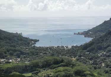 Tocht Stappen Moorea-Maiao - les 3 pinus - Photo